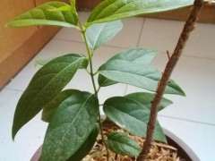 为什么发了芽的腊梅下山桩 不要移苗 图片