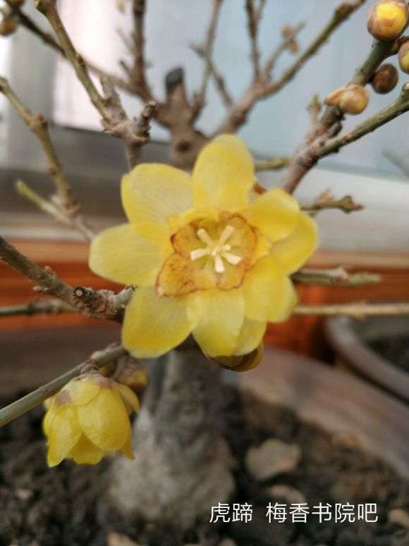 盆栽的几棵腊梅下山桩 怎么样 图片