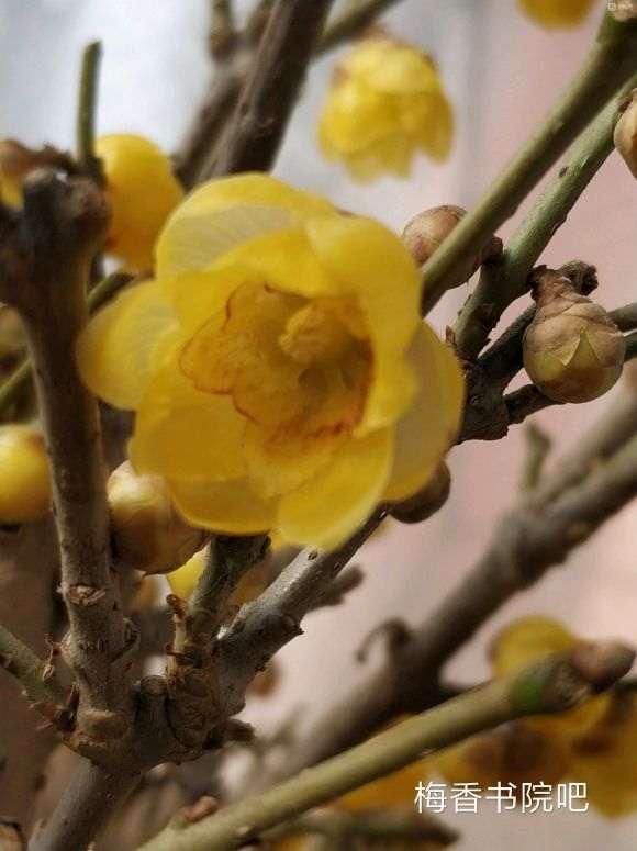 盆栽的几棵腊梅下山桩 怎么样 图片