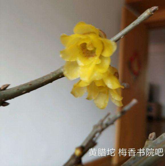 盆栽的几棵腊梅下山桩 怎么样 图片