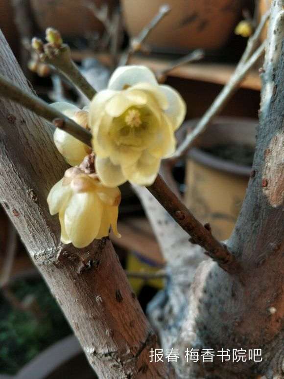 盆栽的几棵腊梅下山桩 怎么样 图片