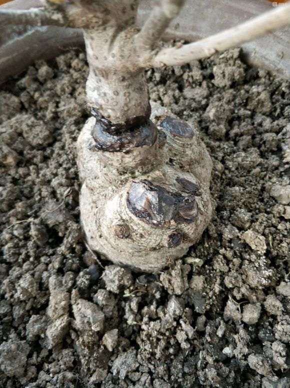 盆栽的几棵腊梅下山桩 怎么样 图片