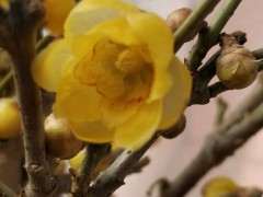 盆栽的几棵腊梅下山桩 可以吗 图片