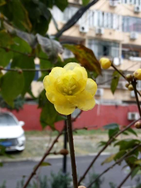 小区里的腊梅下山桩开花了 怎么样 图片