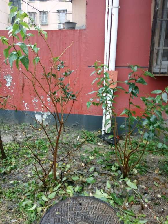 小区里的腊梅下山桩开花了 怎么样 图片