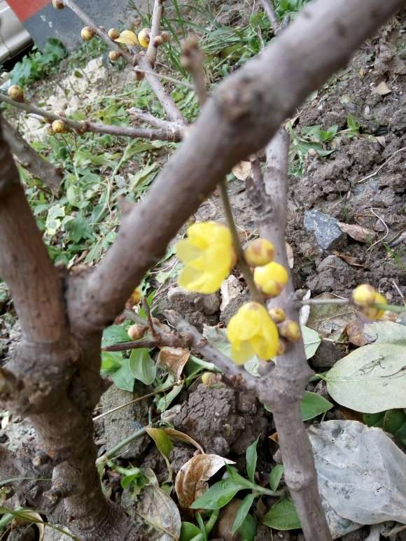 小区里的腊梅下山桩开花了 怎么样 图片