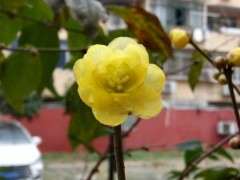 小区里的腊梅下山桩开花了 可以吗 图片