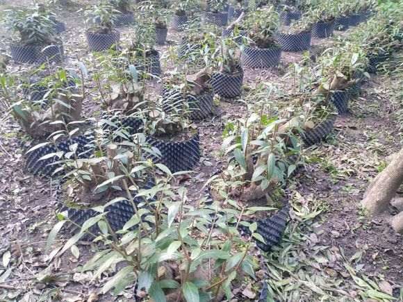 今年腊梅下山桩长势很好啊 怎么样 图片