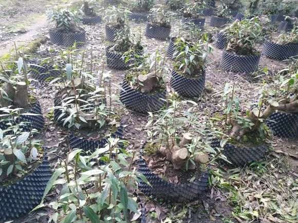 今年腊梅下山桩长势很好啊 怎么样 图片