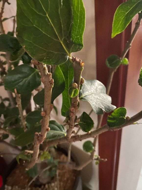 为什么腊梅下山桩要洗根 怎么办 图片