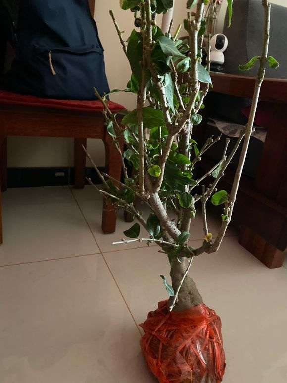 为什么腊梅下山桩要洗根 怎么办 图片