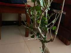 为什么腊梅下山桩要洗根 怎么办 图片