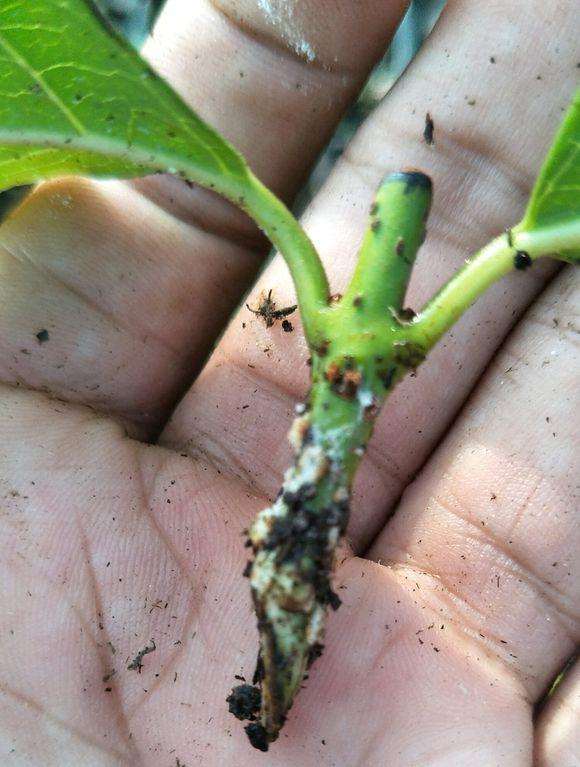 浅谈 梅桩下山桩在怎么扦插 图片