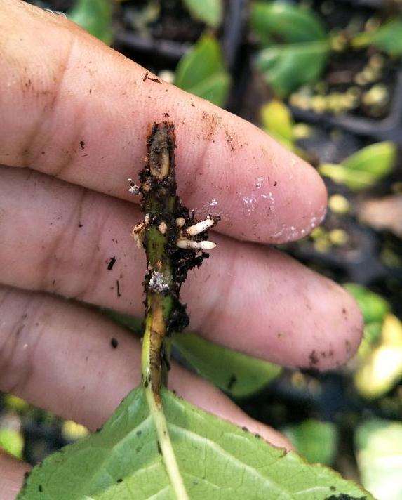 浅谈 梅桩下山桩在怎么扦插 图片