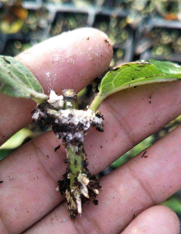 浅谈 梅桩下山桩在怎么扦插 图片