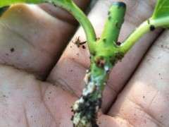 浅谈 梅桩小苗在怎么扦插 图片