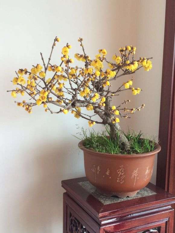 室内怎么养腊梅下山桩的方法 图片