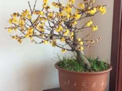 室内怎么养腊梅下山桩的方法 图片