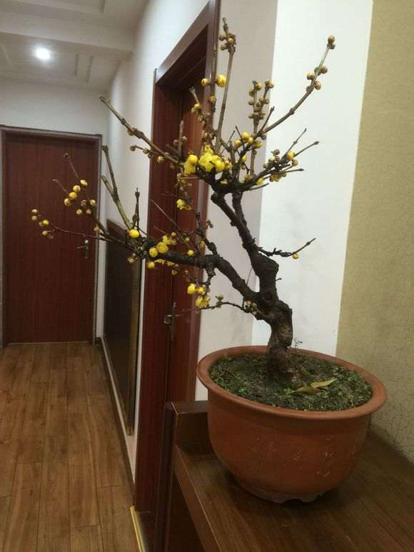 北方 室内能养好腊梅下山桩吗 图片