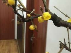 北方 室内能养好腊梅下山桩吗 图片