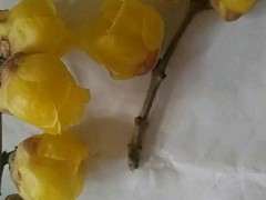 能不能送我几个枝条腊梅下山桩 图片