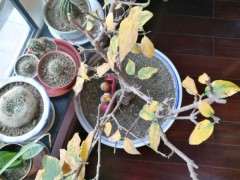 腊梅下山桩换盆后 不开花 怎么办 图片