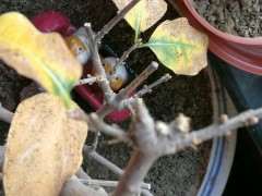 腊梅下山桩叶子长得怎么大 为什么 图片