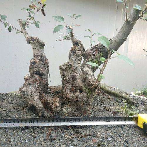 海棠下山桩 院子里怕冻死 怎么办 图片