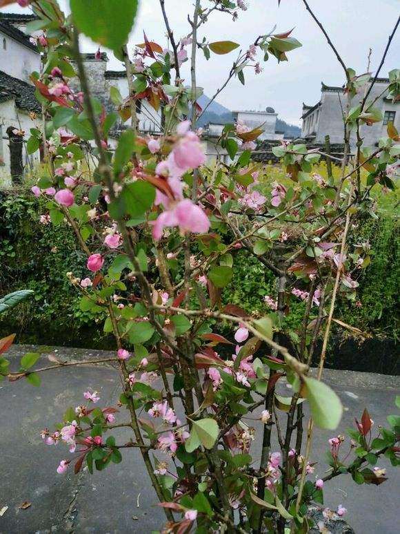 海棠下山桩 院子里怕冻死 怎么办 图片