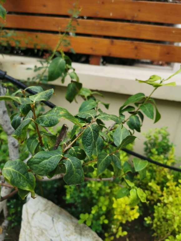 腊梅下山桩地栽要死了 怎么办 图片