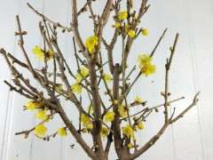 哪一种腊梅下山桩比较好养 图片