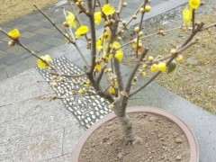 腊梅下山桩可以扦插吗 怎么办 图片