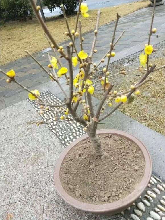 什么品种的腊梅下山桩生长最快 图片