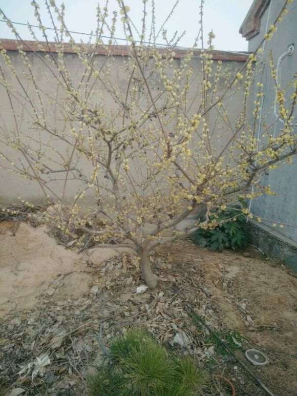 素心腊梅下山桩 明天去挖 怎么样 图片