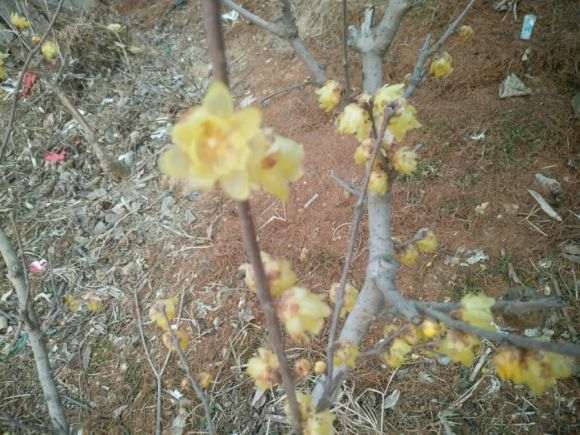 素心腊梅下山桩 明天去挖 怎么样 图片