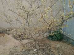 素心腊梅下山桩 明天去挖 可以吗 图片