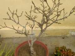 腊梅下山桩花苞太密 怎么修剪 最好 图片