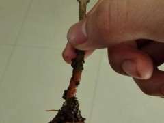 腊梅下山桩怎么扦插的方法 图片