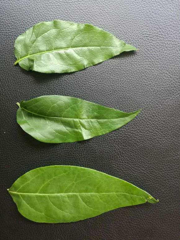 腊梅下山桩怎么根据叶子区分 图片