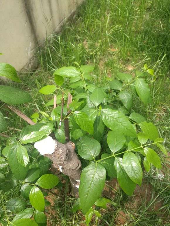 腊梅下山桩怎么根据叶子区分 图片