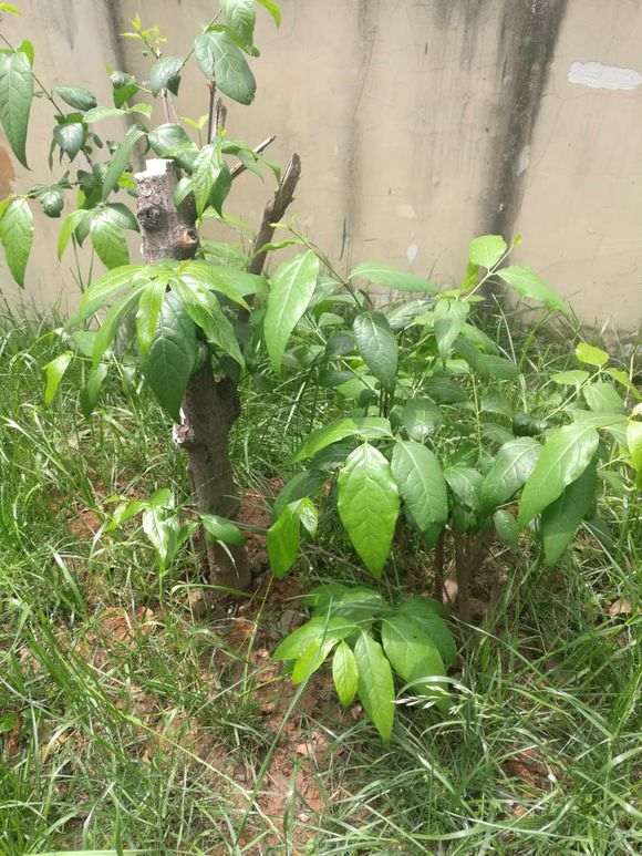 腊梅下山桩怎么根据叶子区分 图片