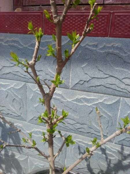 腊梅下山桩的芽怎么长这么慢啊 图片