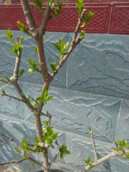 腊梅下山桩的芽怎么长这么慢啊 图片