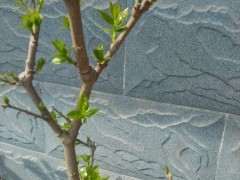 腊梅下山桩的芽怎么长这么慢啊 图片