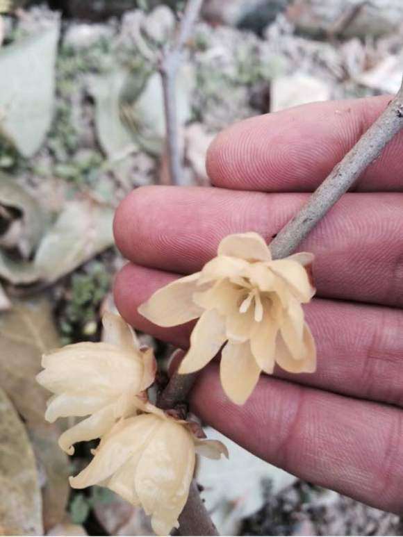 腊梅下山桩地栽两年 怎么样 看看 图片