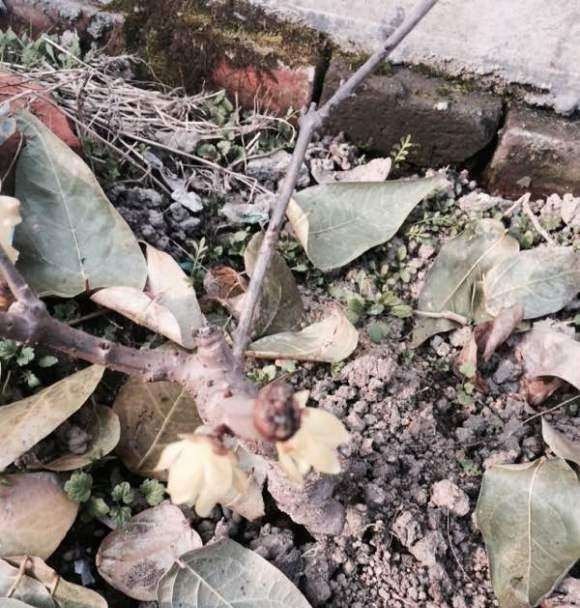 腊梅下山桩地栽两年 怎么样 看看 图片