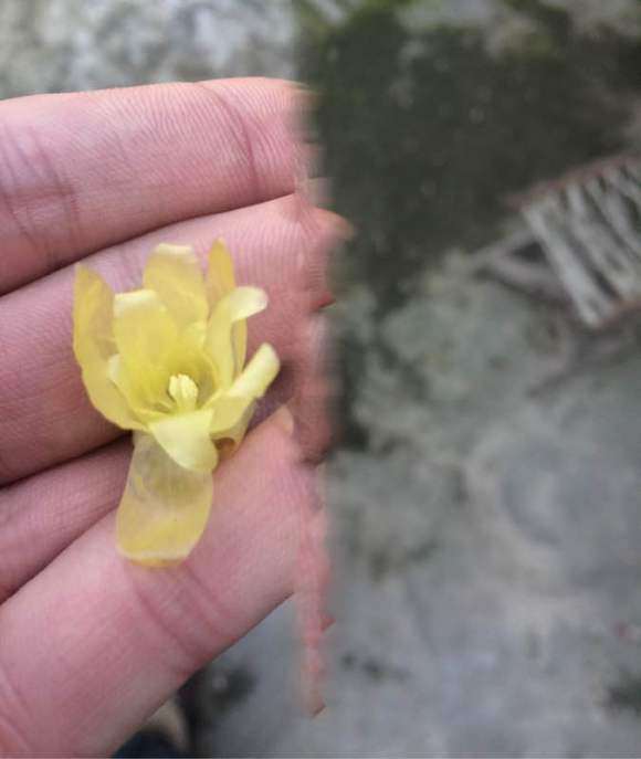 腊梅下山桩地栽两年 怎么样 看看 图片