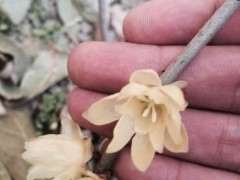 腊梅下山桩地栽两年 可以吗 看看 图片