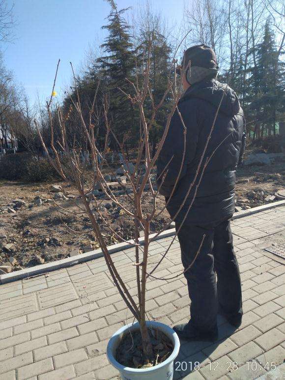 腊梅下山桩90元 有人高 怎么样 图片