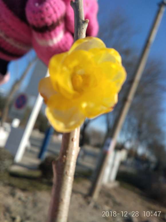 腊梅下山桩90元 有人高 怎么样 图片